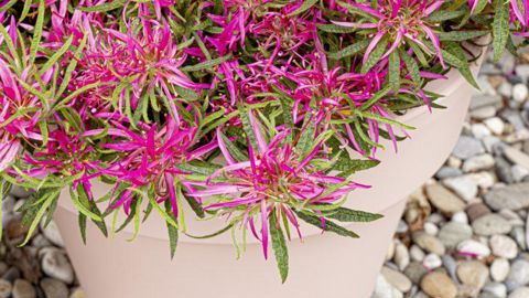 Azalea ‘Starstyle’ de Van Son & Koot a été choisie en tant que «  Meilleure nouveauté 2022 » à la bourse aux plantes de printemps de Groen-Direkt. ©Groen-Direkt